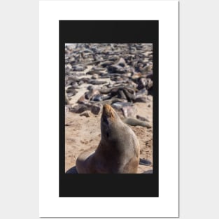 Fur seal. Posters and Art